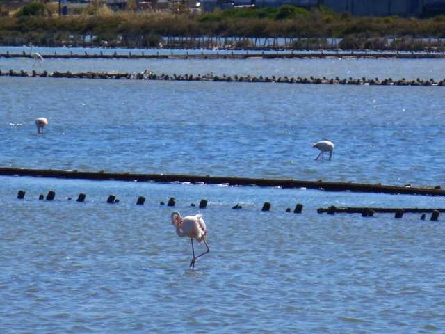 Sardinian Flamingos in the salt pans near the marina