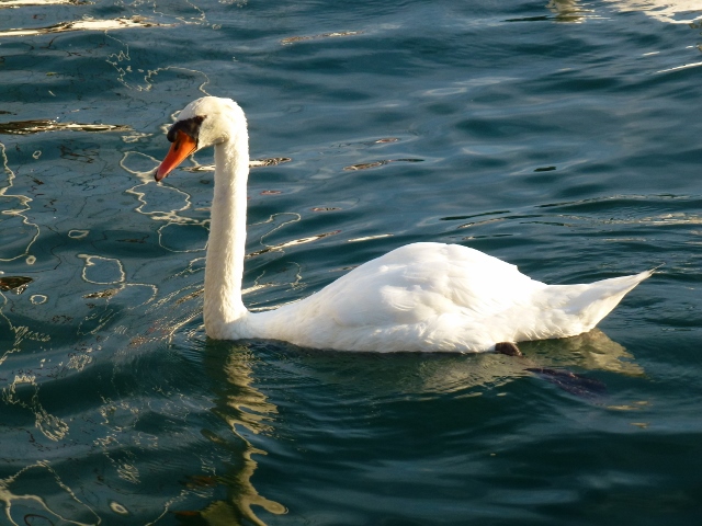 One of the many swans here, they are very entertaining and graceful