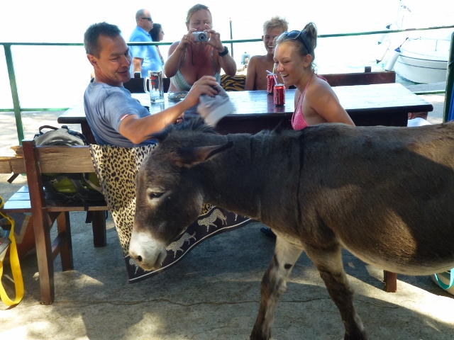 Native Croatian donkey