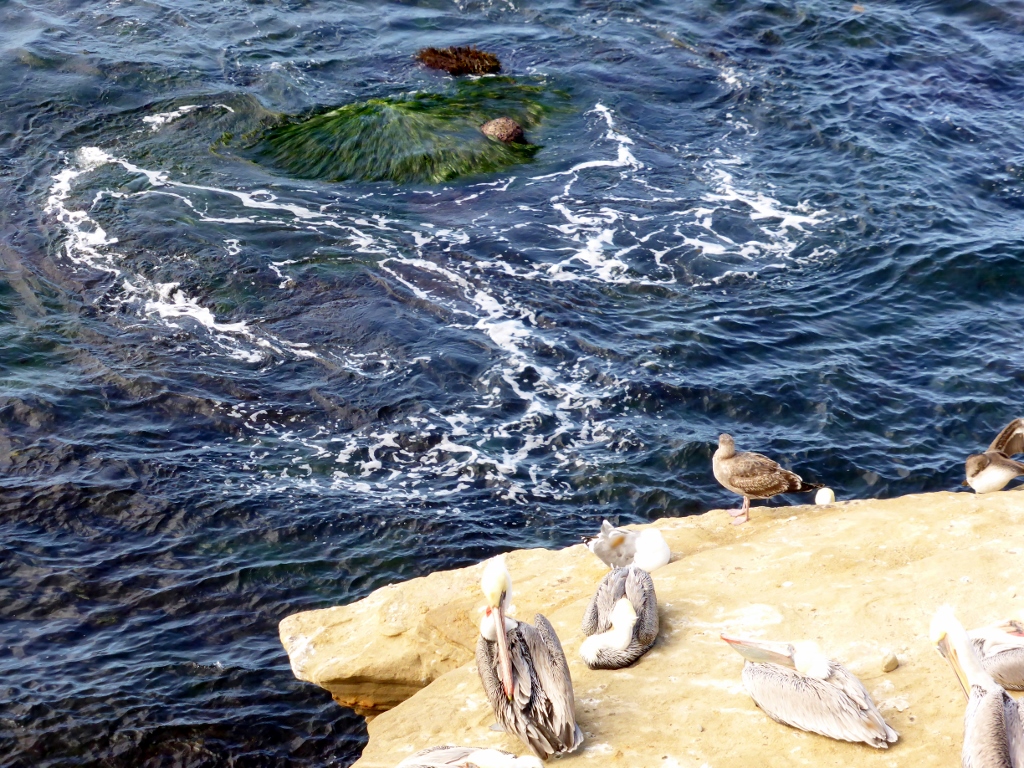Pelicans and gulls on cliffs above the Children's Pool in La Jolla