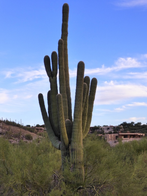 Walking in the wash, taking close up views of the Saguaros.