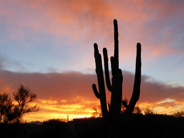Saguro Cactus in an Arizona