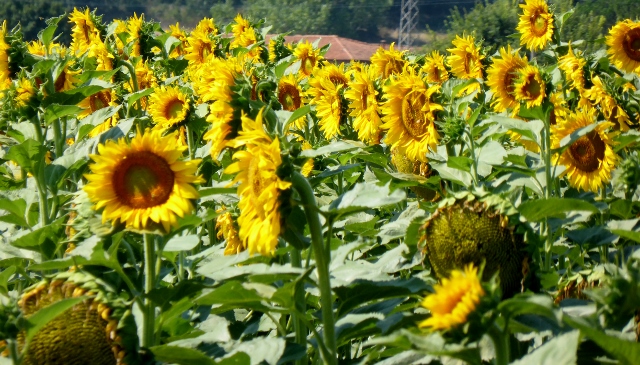 Tuscan sunflowers